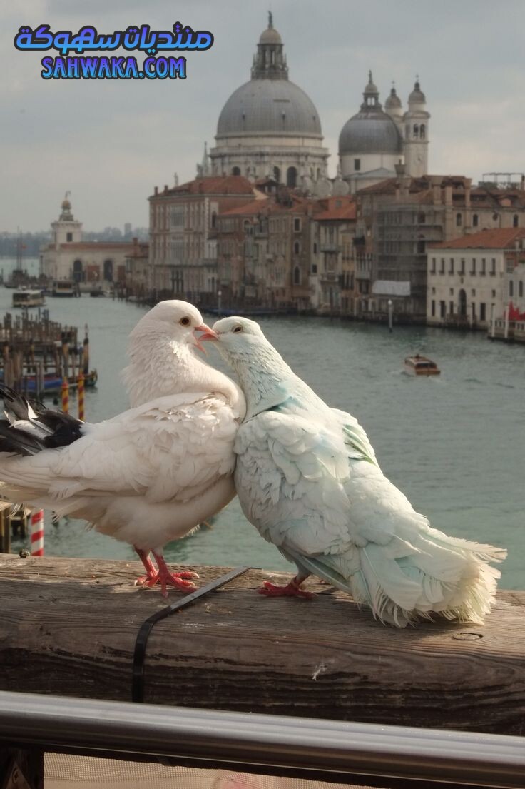 920fe1ba8d0e0d19b43825c7a9c13c9a